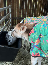 Calf Pyjamas